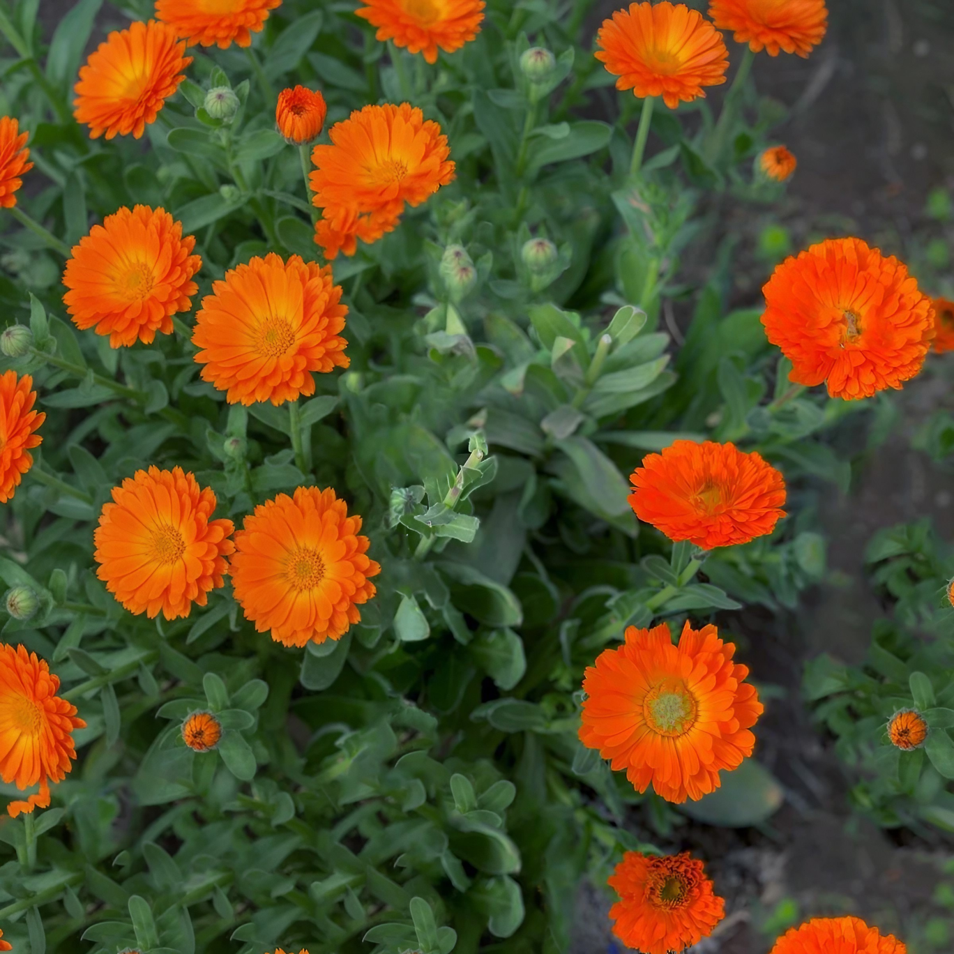 Calendula