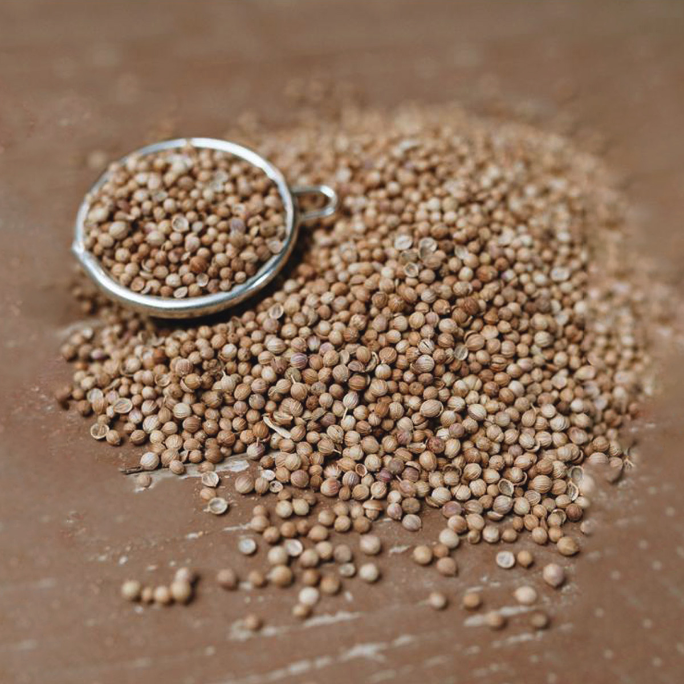 Coriander