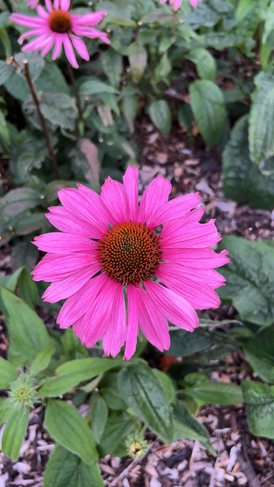 Echinacea