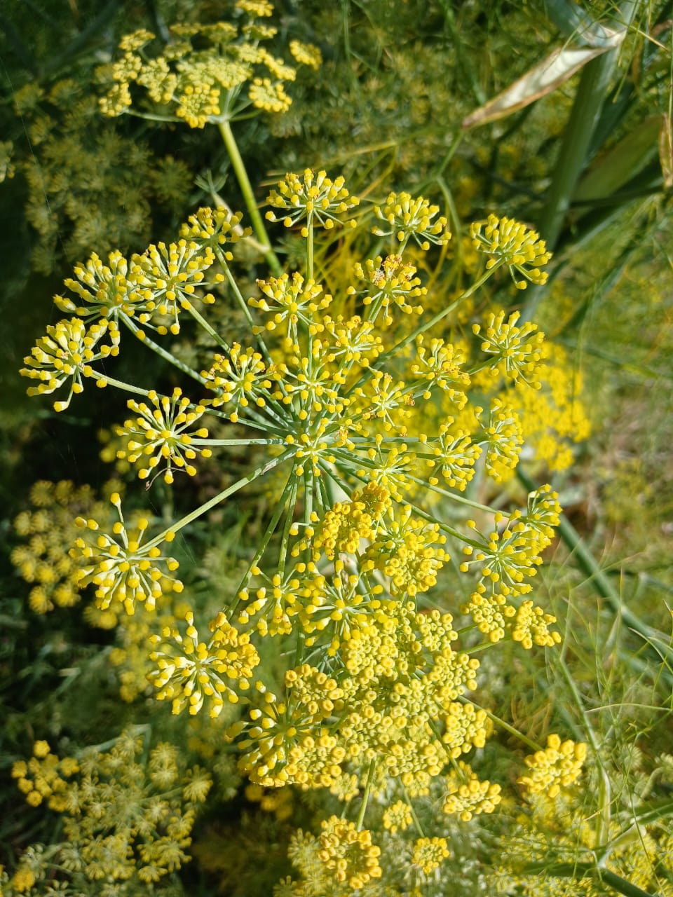 Fennel