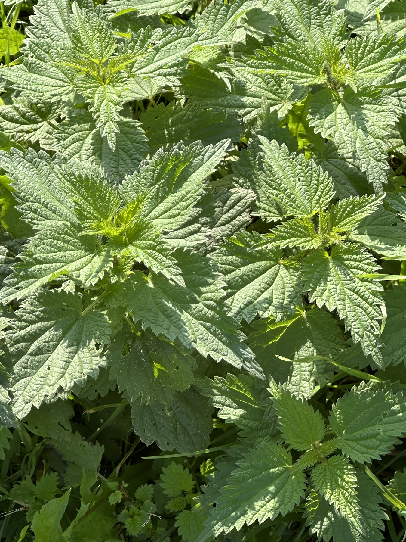 Nettle